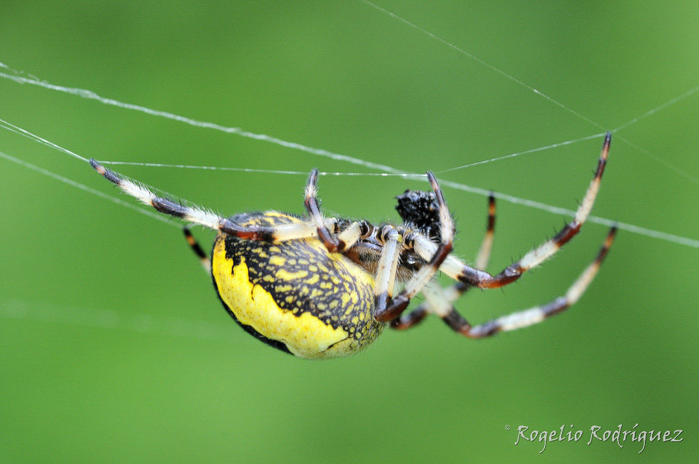 Araña en Kamchatka